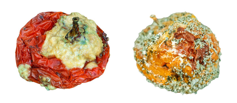 a rotten tomato and an apple that has developed mold, tomato is spoiled, showing significant decay and skin breakdown, a highly decomposed apple, illustrating decay process when food is left to spoil