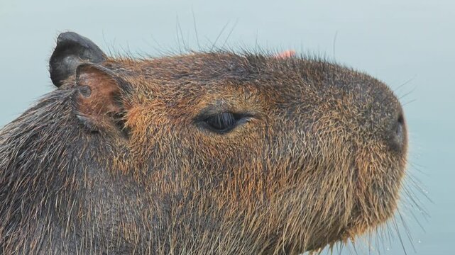 A Capybara (Hydrochaeris Hydrochaeris) in Pond.