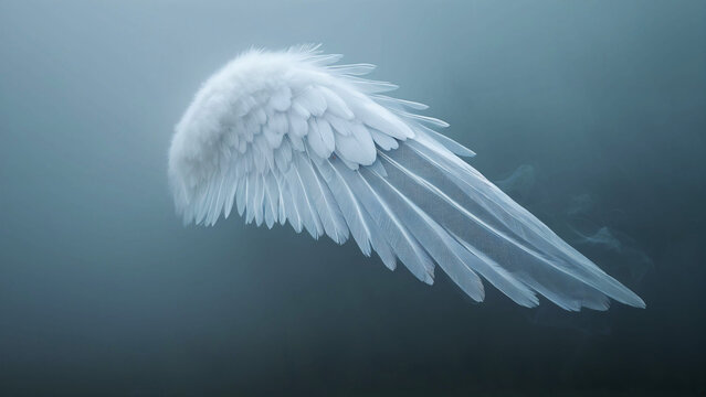 Soft feather wing with gentle light abstract background