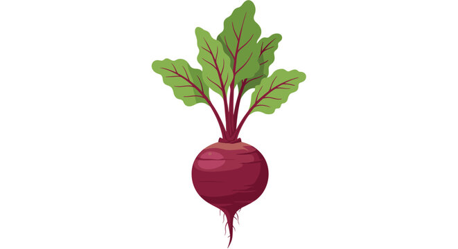 Vibrant illustration of a fresh purple beetroot with green leafy tops and delicate roots showing a healthy root vegetable from the garden.