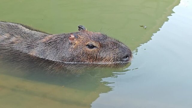 A Capybara (Hydrochaeris Hydrochaeris) in Pond.