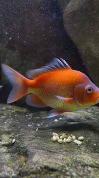 video of a redhead Oranda and a goldfish feeding on leftover food resting on a 