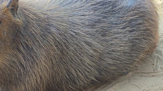 Close up fur of capybara.