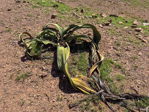 Welwitschia mirabilis in the Skeleton Coast Park Namibia.