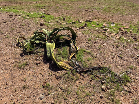 Welwitschia mirabilis. Skeleton Coast Park Namibia in April.
