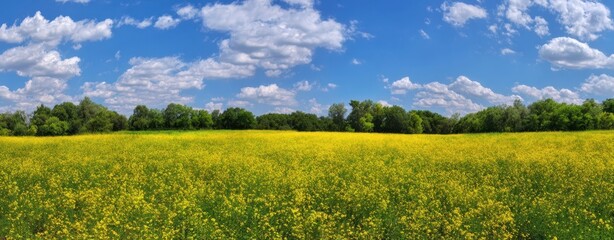 Fototapeta premium The Canola Field Stretching Under a Bright Blue Sky with Fluffy White Clouds