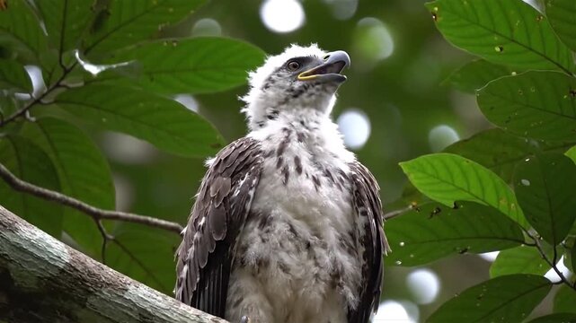 The Philippine Eagle Chick also known as the Monkey-eating Eagle (Pithecophaga jefferyi) is calling mother on Mindanao Island, Philippines