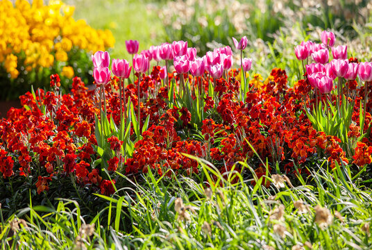 spring flowers