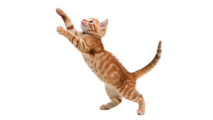 Small orange cat playing and reaching for a toy   isolated on transparent background cut out © Ivan