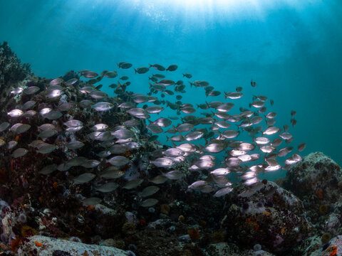 A school of yellow strepie, Karanteen (Sarpa salpa) fish swimming over the cold water reef with sunlight shining in from above, Cape Town