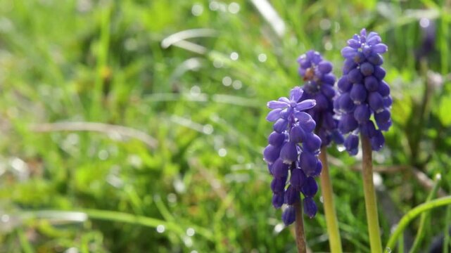 blue grape hyacinth in the garden, macro shot
