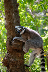 Lemur bajando © Alberto