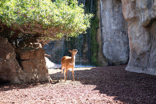 Sitatunga