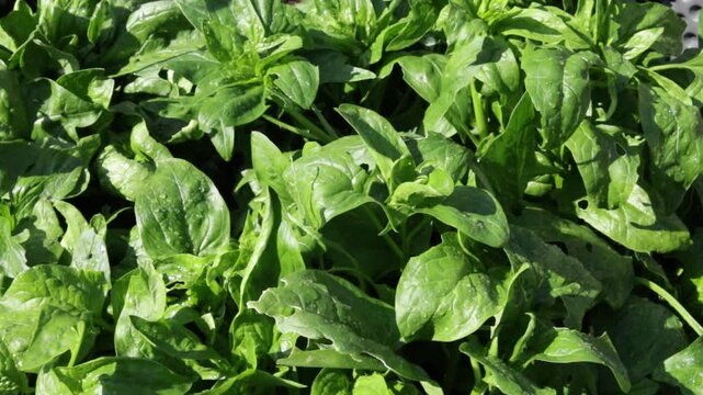 fresh green salat or spinach leaves in agricultural field or garden