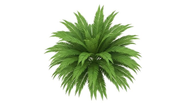 白い背景に配置された緑色のソテツの葉の集合体、上から見た植物の自然な形状のイラスト図 cycad palm plant green foliage