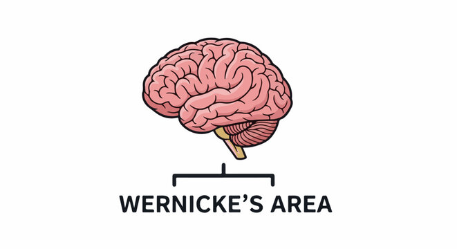 Anatomical illustration of a human brain highlighting Wernicke's Area