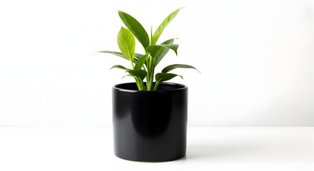 Obraz premium 黒い陶器の鉢に植えられた観葉植物、白い背景に置かれたシンプルで洗練された室内装飾の植物 plant black ceramic indoor