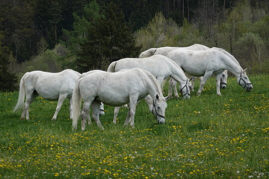 Lipizzaner on the pasture in spring . Lipizzaner auf der Weide im Fr&uuml;hjahr
