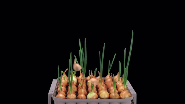 Time lapse of growing green onions (Allium cepa) with ALPHA transparency channel isolated on black background