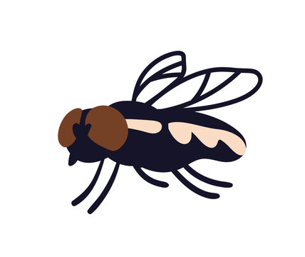 House fly. Housefly, domestic dirty insect, buzz bug with transparent wings, side view, crawling. Musca domestica, pest fauna, disease carrier. Flat vector illustration isolated on white background