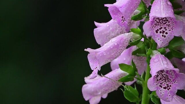 A professional macro study explores the complex architecture of a Purple Foxglove spike as it endures a steady, drenching mountain rain.