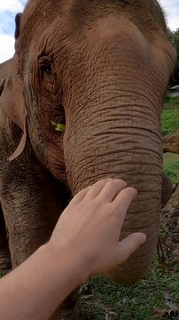 POV Tourist hand Touching Elephant Trunk At Ethical Sanctuary In Chiang Mai Thailand Close Up Wildlife Interaction Vertical