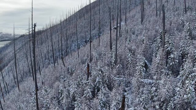 Aerial view of a mountainside covered in snow with countless charred tree trunks standing after a wildfire, showing the stark contrast between burnt trees and fresh snow.