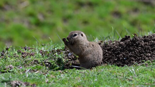a european ground squirrel sitting upright by its burrow in a green grassy field, featuring the squirrel eating and grooming its face before scurrying into its hole