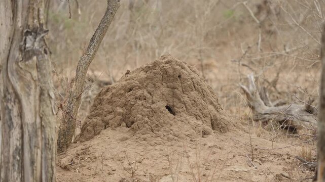 Termite mound beside tree trunk in Kruger National Park, South Africa. Static view of earthen nest in dry savanna bushveld habitat, nature detail and ecosystem concept.