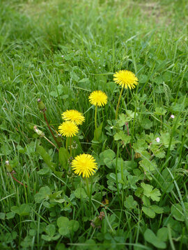 Dandelions in Lush Green Meadow