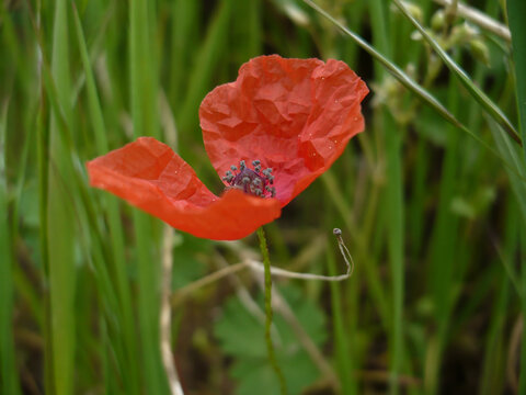 Poppy Bloom in Green Foliage
