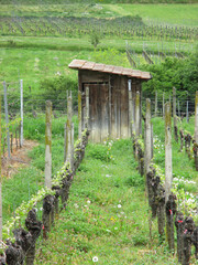 Naklejka premium Rustic Vineyard Pathway
