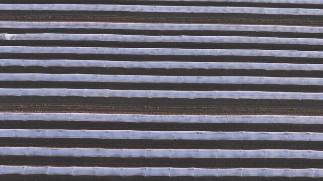 Melon intensive cultivation in Pianura Padana in Piacenza Emilia Romagna Italy with parallel low tunnel plastic covered rows forming geometric pattern, drone top down pullback rural plain reveal shot