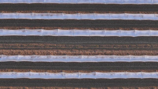Melon cultivation in Pianura Padana Po Valley in Piacenza Emilia Romagna Italy with low tunnel plastic covers over raised beds forming repetitive agricultural pattern, top down drone detail shot