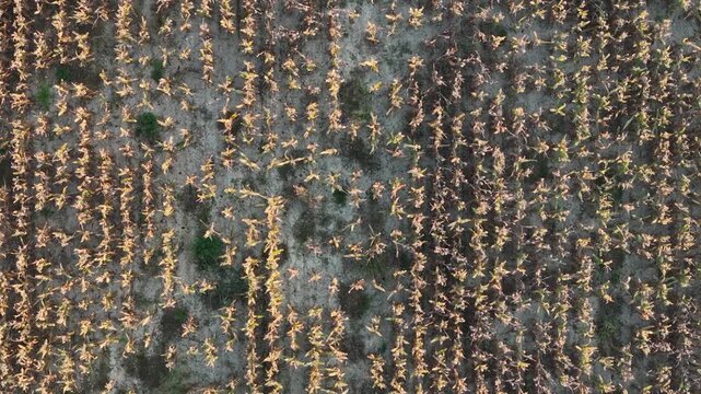 Harvested maize field in Pianura Padana near Piacenza Emilia Romagna Italy with stubble rows and dry soil forming agricultural texture and grid pattern, lateral pan drone shot
