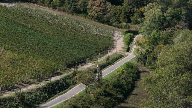 Vineyard in Val d Arda Colli Piacentini near Piacenza Emilia Romagna Italy with rows following hillside contours and rural road crossing agricultural terrain, drone pullback shot