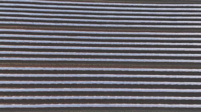 Plastic covered crop rows in Po Valley Cremona province Lombardy region Italy forming parallel agricultural pattern over cultivated field, telephoto lens compression with drone forward motion