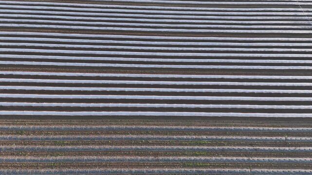 lastic covered crop rows in Po Valley Pianura Padana Italy forming parallel agricultural lines as camera tilts down revealing abstract field geometry, aerial drone tilt down shot