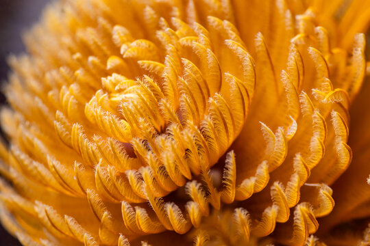 Close-up macro photo of a Feather-duster worm or giant fanworm (Sabellastarte longa) with orange coloration, showing the details of its feather-like fan