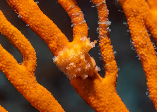 Macro of a Whip-fan nudibranch (Tritonia nilsodhneri), an orange sea slug that's well camouflaged, wrapped around the seafan branch