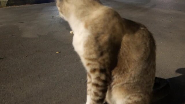 Asian stray cats