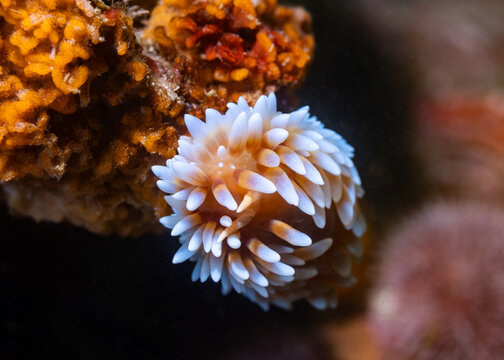 Macro photo of a Salmon gas flame nudibranch (Bonisa nakaza) sea slug facing the camera underwater, Cape Town