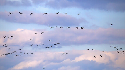 A flock of geese flies through the cloudy sky. Mixed flock of Greater white-fronted goose (Anser albifrons) and Taiga bean goose (Anser fabalis) on spring migration in Lithuania. © avs_lt