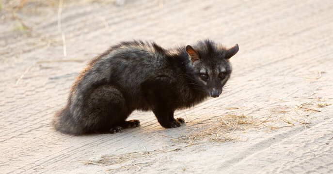 An indian palm civet on the road day time