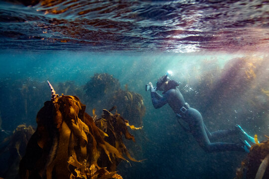 Soft and abstract natural light image of a snorkeler taking pictures in the cold water kelp forest at sunset, with light rays shining into the water