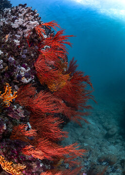 The colorful wall of a rocky reef underwater, covered with many brightly colored sea fans in Cape Town, portrait