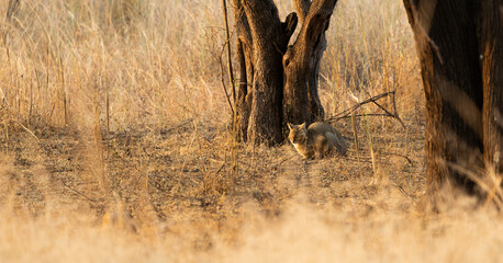 An indian Jungle cat in golden light © Jurgens