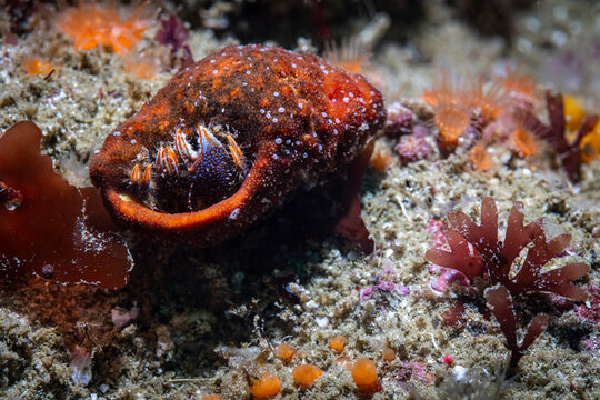 A close-up macro image of a small Blue-striped hermit crab (Pagurus liochele) underwater, hiding in its shell, with its pincher showing