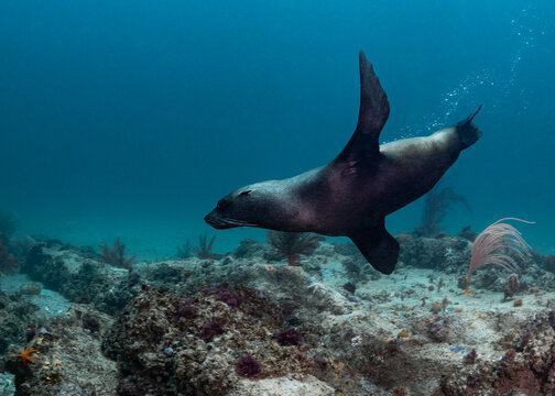 A Cape Fur Seal playfully swimming past the camera underwater over the ocean floor in Cape Town