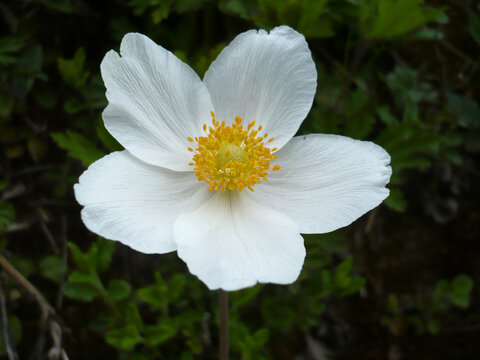 White Anemone Bloom